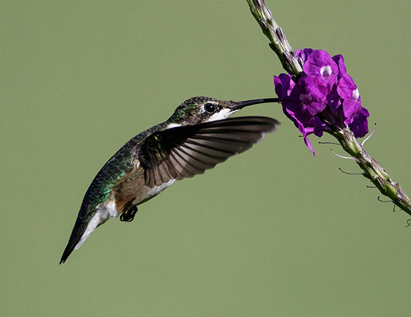Hummingbird on Porterweed