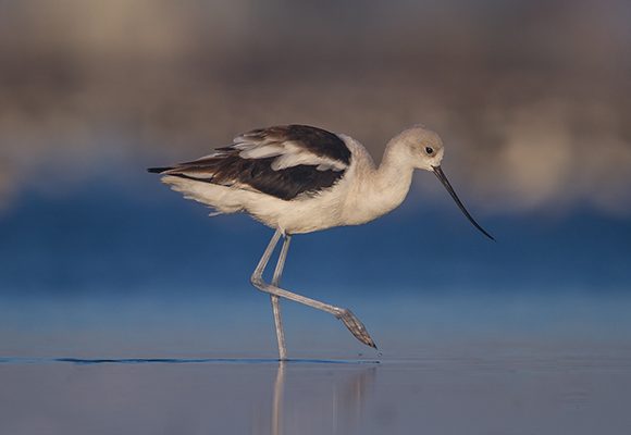 Avocet Portrait