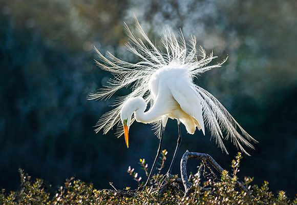 Egret Mating Posing