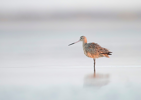 Marbled Godwit At Early Morning Lights