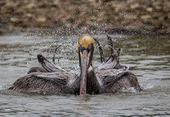 Splish Splash, Taking A Bath