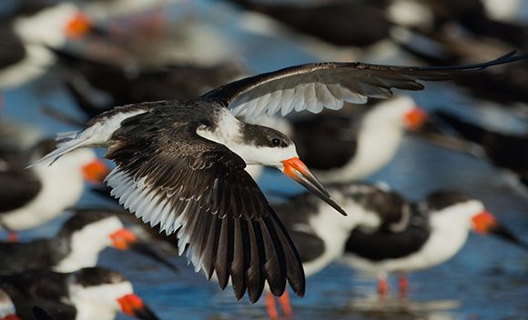 Black Skimmer