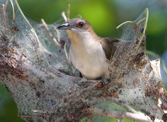 Cuckoo With Webworm