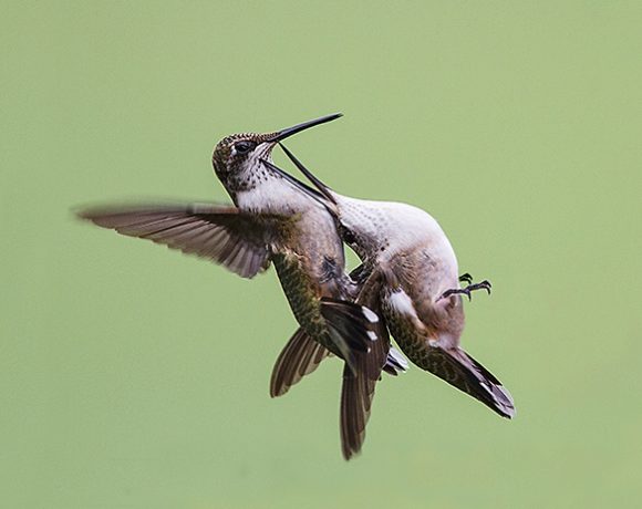 Hummers Fight