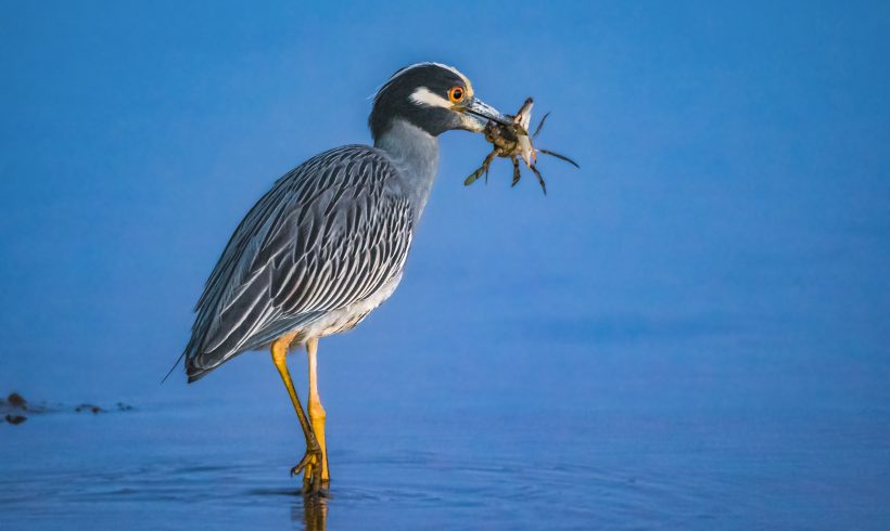 Late Night Snack Late Night Snack