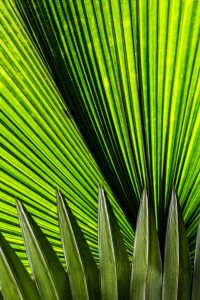 Las Cruces Biological Station/Wilson Botanical Garden, Puntarenas, Costa Rica