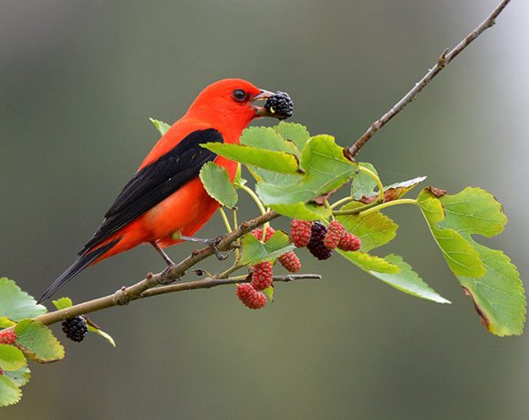 Scarlet Tanager with Mulberry