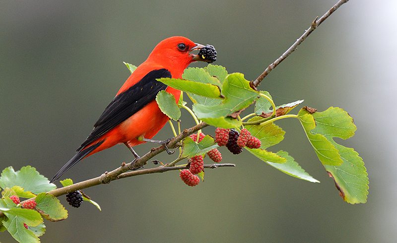 Scarlet Tanager with Mulberry