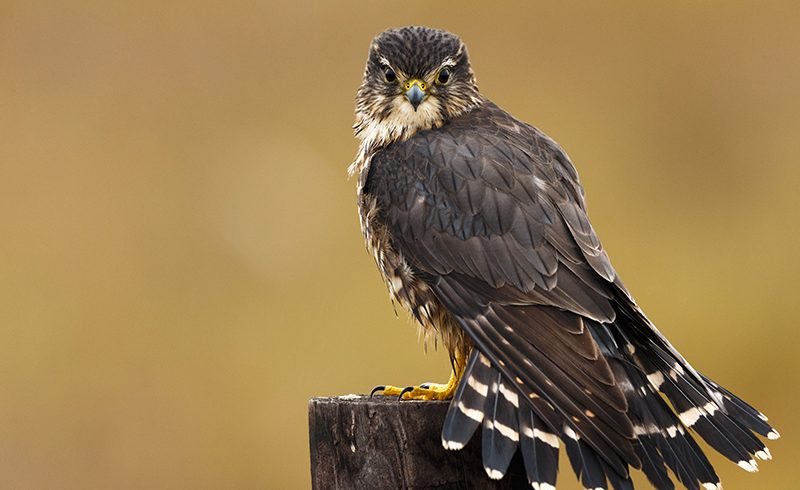 I’m Watching You I’m Watching You