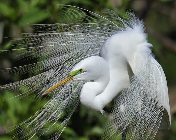 Fancy Egret