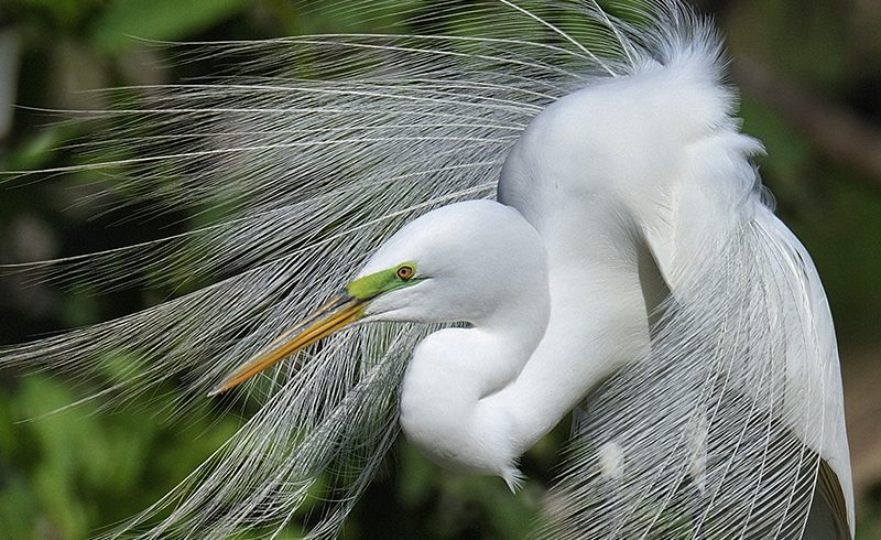 Fancy Egret