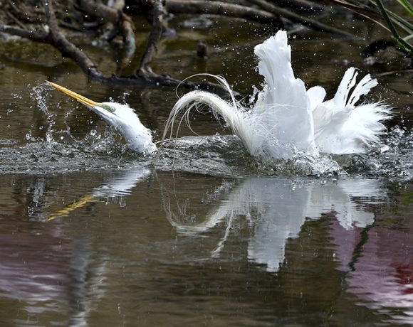 Egret Bathing