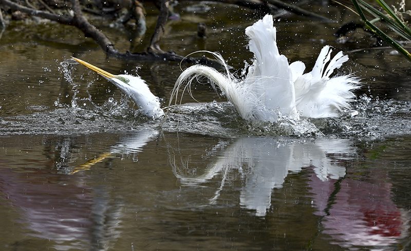 Egret Bathing Egret Bathing