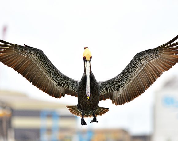 Big Bird Landing