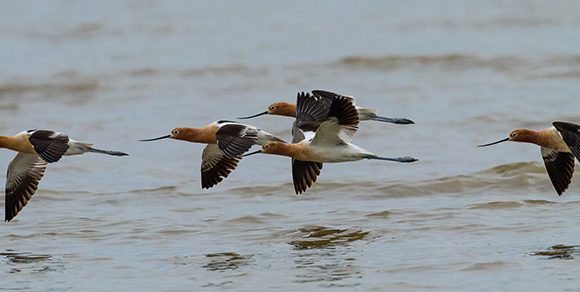 Avocet Flight