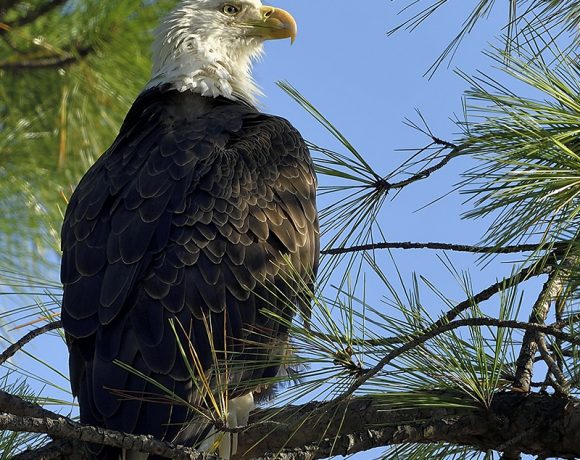 Bald Eagle