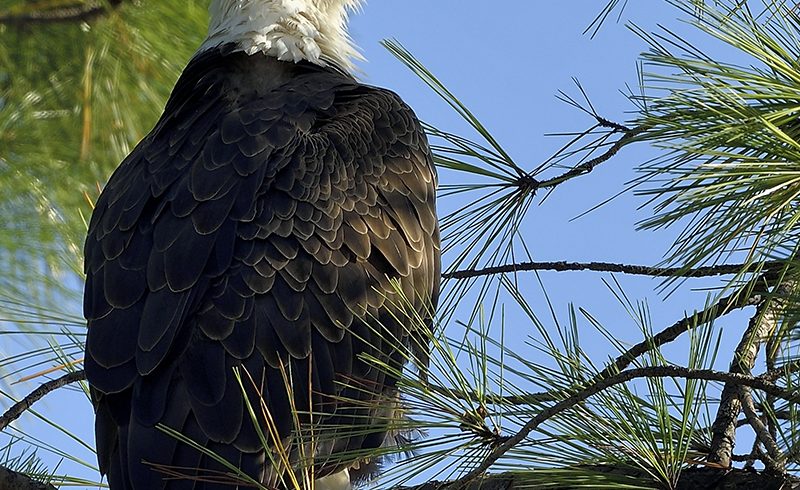 Bald Eagle