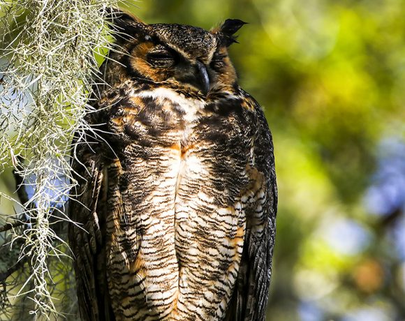 Great Horned Owl