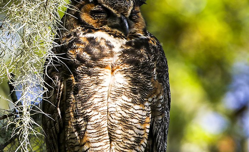 Great Horned Owl