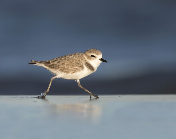 Snowy Plover