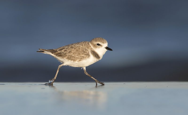 Snowy Plover Snowy Plover