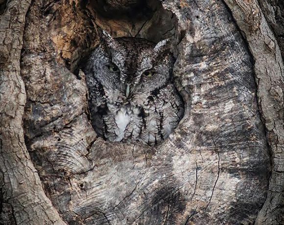 Screech Owl