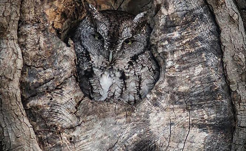 Screech Owl