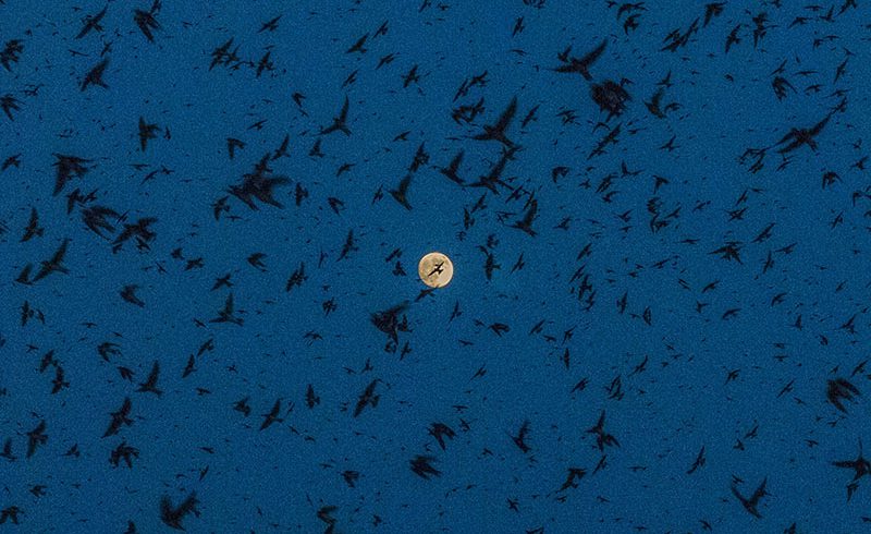 A Universe of Purple Martins A Universe of Purple Martins