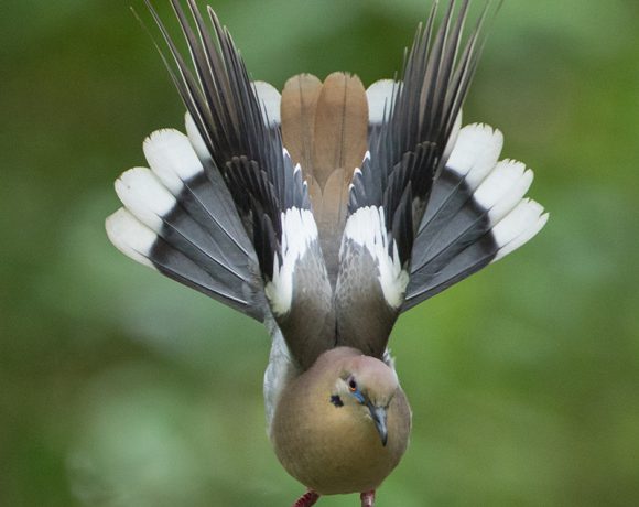 White-wing Dove Display