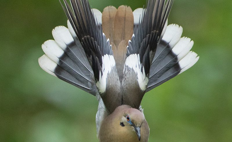 White-wing Dove Display