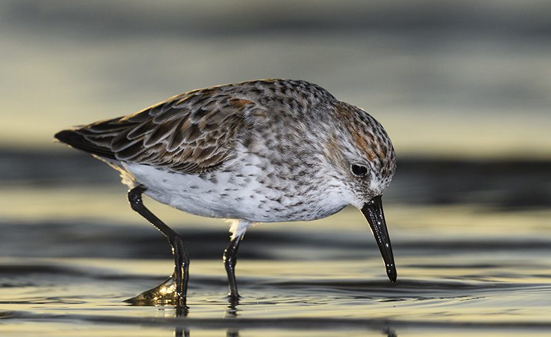 Morning Sun Morning Sun