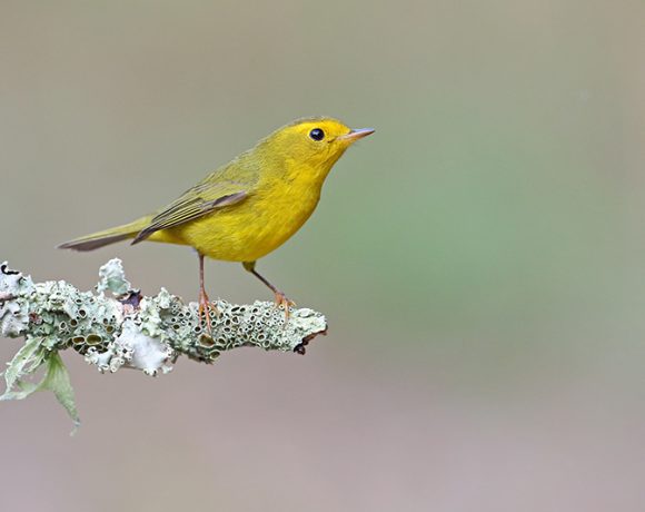 Wilson’s Warbler