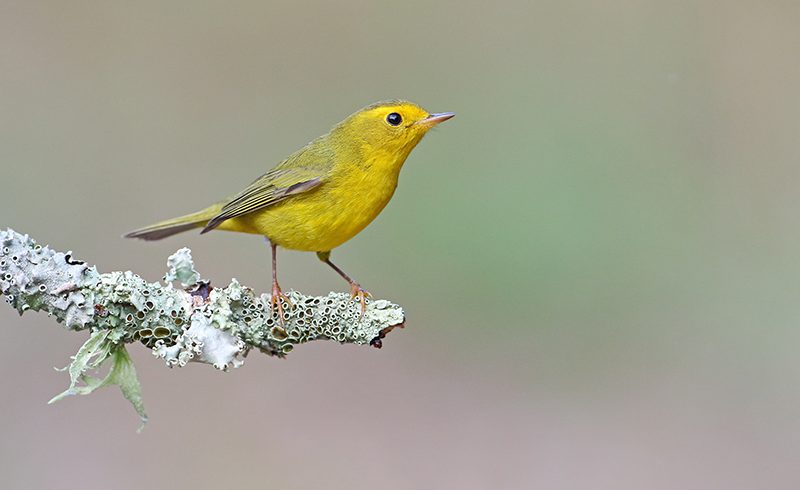 Wilson’s Warbler
