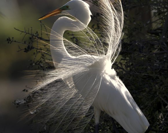 Displaying Great Egret