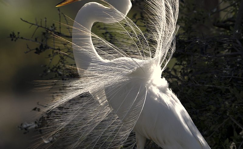 Displaying Great Egret Displaying Great Egret