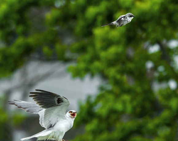 Go Fly a Kite, Shrike