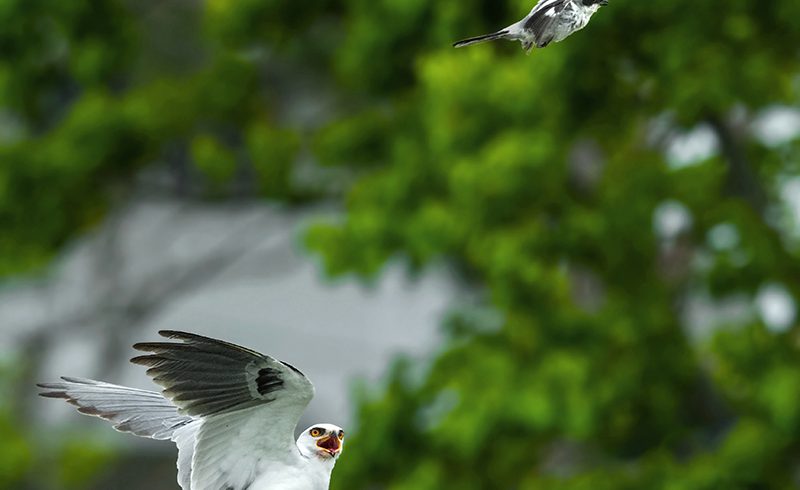 Go Fly a Kite, Shrike