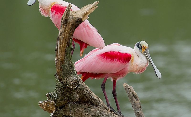 Colorful Pair Colorful Pair