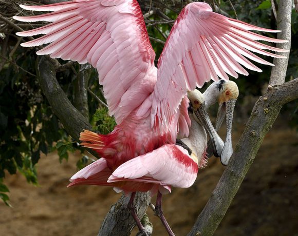 Mating Spoonbills