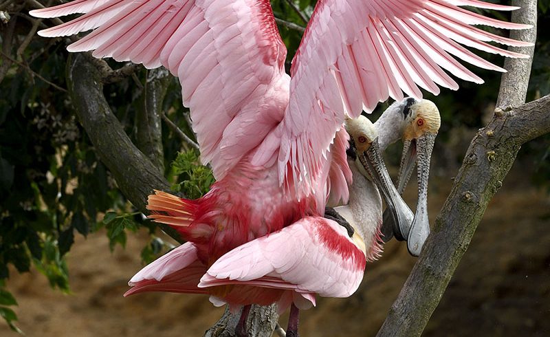 Mating Spoonbills Mating Spoonbills