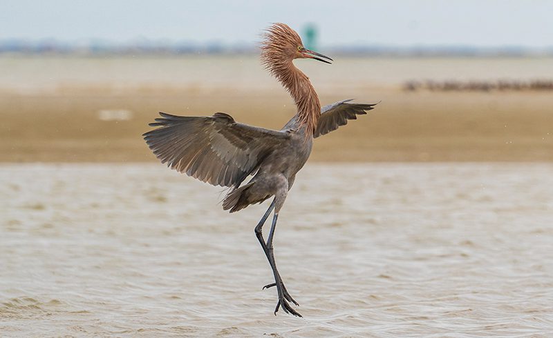 Dancing With The Stars Dancing With The Stars