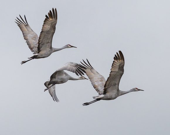 Sandhill Cranes in Flight