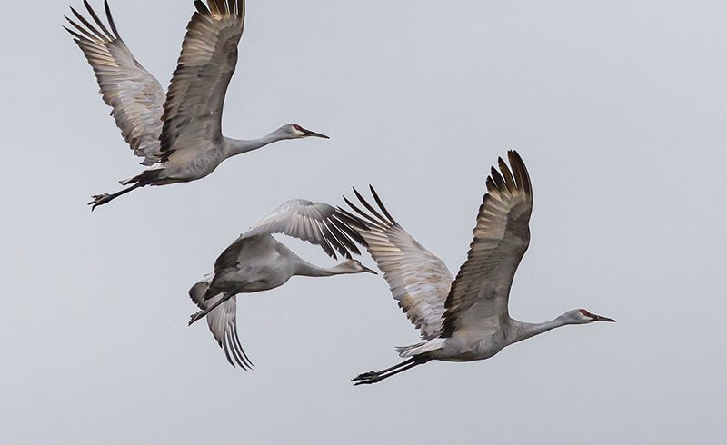 Sandhill Cranes in Flight