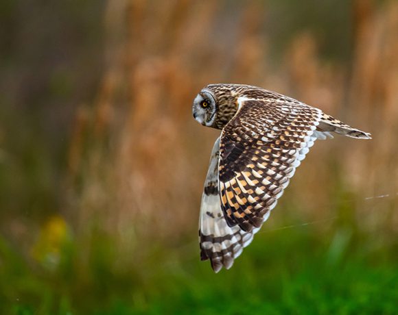 Short Eared Owl at Anahuac