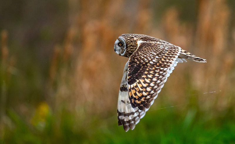 Short Eared Owl at Anahuac Short Eared Owl at Anahuac