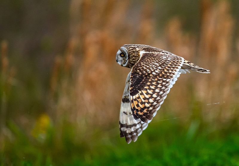 Short Eared Owl at Anahuac