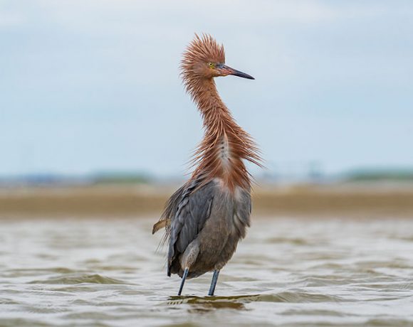 Reddish Egret Bad Hair Day