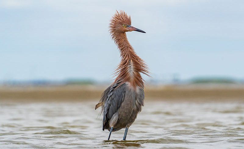 Reddish Egret Bad Hair Day Reddish Egret Bad Hair Day