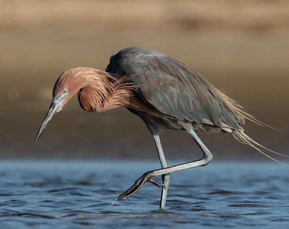 Stalking Breakfast