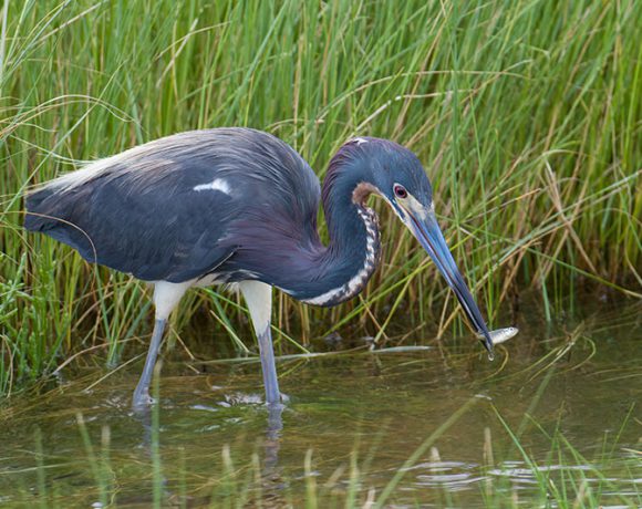 Lucky Heron Unlucky Fish